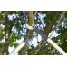 Сучкорез EnergyCut 750A GARDENA (12008-20.000.00) (уп.2)
